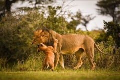 AFRICA LIONS