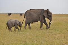 AFRICAN ELEPHANTS