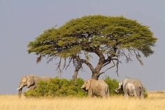 AMBOSELI