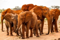 AMBOSELI