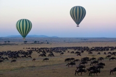 BALLON SAFARI