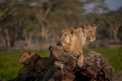 AFRICA LIONS