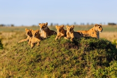 AFRICAN LIONS