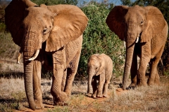 AFRICAN ELEPHANTS