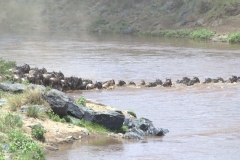 MASAI MARA WILDEBEEST