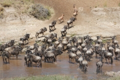 MASAI MARA MIGRATION