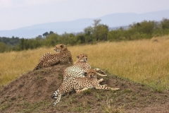 AFRICAN WILD CATS