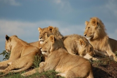 AFRICAN LIONS