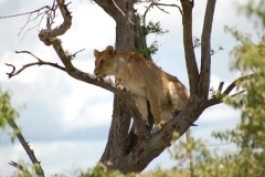 AFRICA WILD CATS