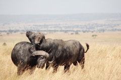 BUFFALOES