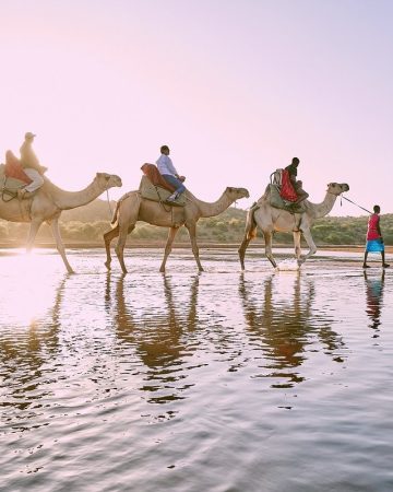 Camel rides